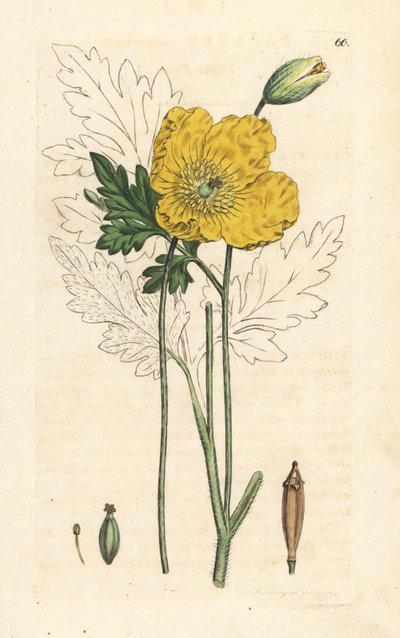 Mak żółty lub walijski, Papaver cambricum (żółty mak). Miedzioryt ręcznie kolorowany według ilustracji autorstwa Jamesa Sowerby