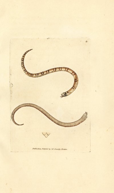 Młody gniewosz plamisty, Coronella austriaca (wąż Dumfriesshire, Coluber dumfrisiensis). Miedzioryt ręcznie barwiony autorstwa Jamesa Sowerby