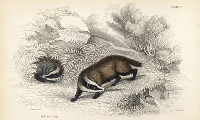 Borsuk europejski, Meles meles (Meles taxus). Staloryt ręcznie barwiony przez Lizars na podstawie ilustracji Jamesa Stewarta z Biblioteki Naturalistów Williama Jardine