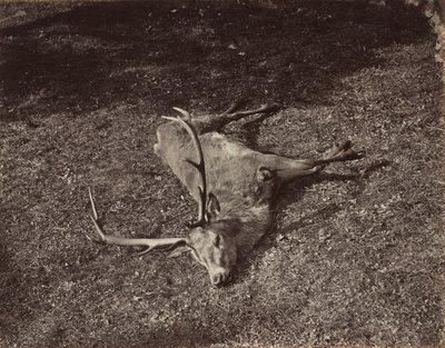 Jeleń Królewski, ok. 1930 r. 1870. autorstwa James Valentine
