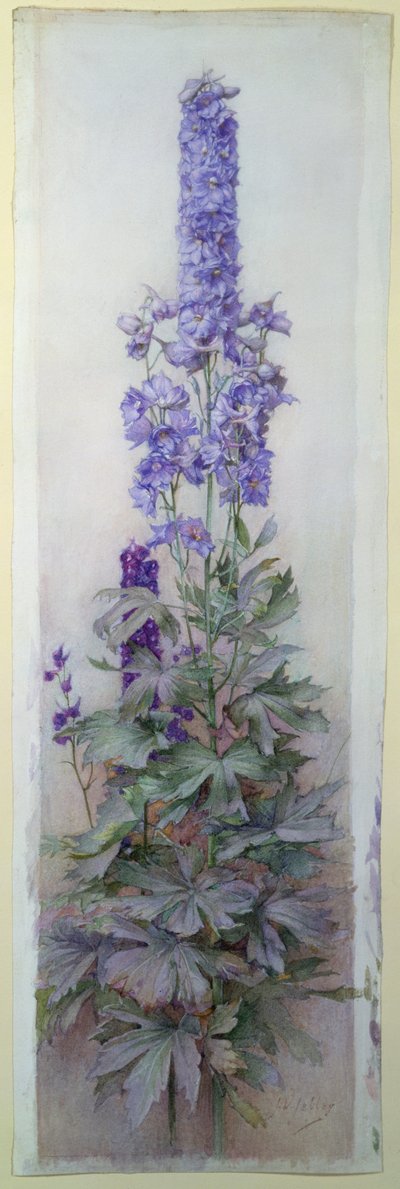 Delphinium autorstwa James Valentine Jelley