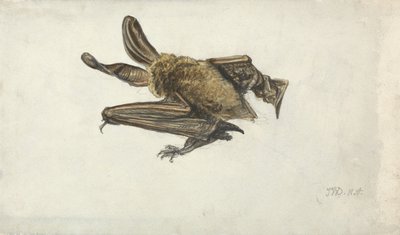 Nietoperz (ołówek i akwarela na papierze) autorstwa James Ward