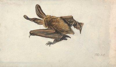 Gatunek brunatny (Plecotus auritus) autorstwa James Ward