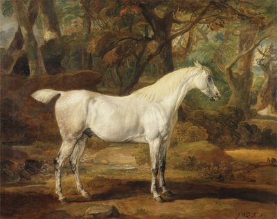 Siwy ogier arabski, własność Sir Watkina Williamsa-Wynna, ok. 1815-20 (olej na płótnie) autorstwa James Ward