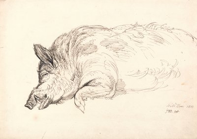 Dzik, śpiący lub martwy, 1814 autorstwa James Ward
