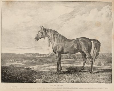 „Kopenhaga Koń dosiadany przez księcia Wellington w bitwie pod Waterloo, wyhodowany przez generała Grosvenora”, ok. 1824 r. (litografia) autorstwa James Ward