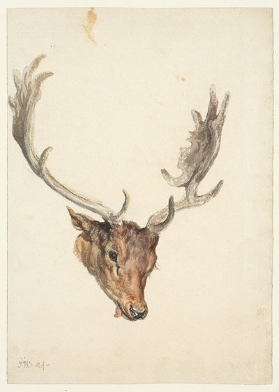 Głowa jelenia autorstwa James Ward