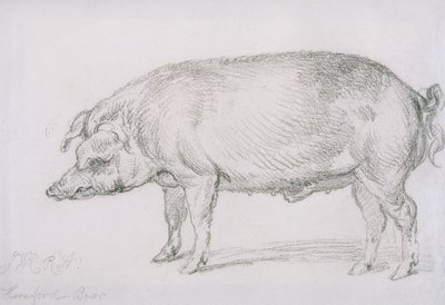Dzik Hereford, c.1803-04 (ołówek na papierze) autorstwa James Ward