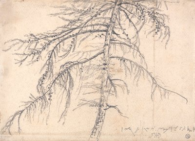 Modrzew autorstwa James Ward