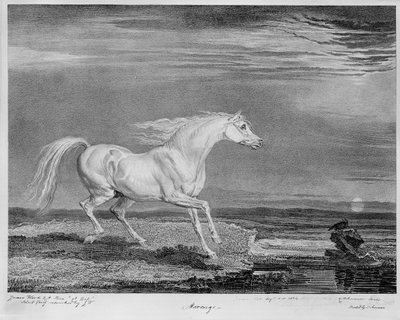 „Marengo”, ulubiony ładujący Napoleona I, ok.1815 autorstwa James Ward