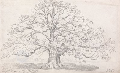 Duży dąb pana Howarda, 5 sierpnia 1820 r autorstwa James Ward