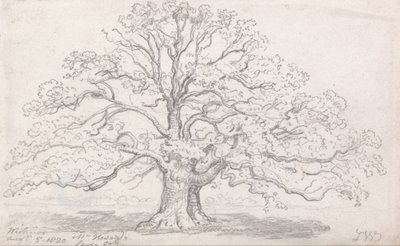 Duży dąb pana Howarda, 5 sierpnia 1820 r. autorstwa James Ward