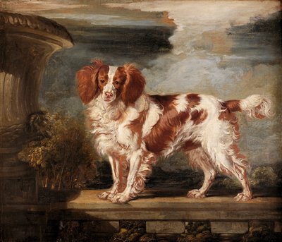 Portret Dash, ulubionego spaniela, własność Lady Frances Vane-Tempest autorstwa James Ward