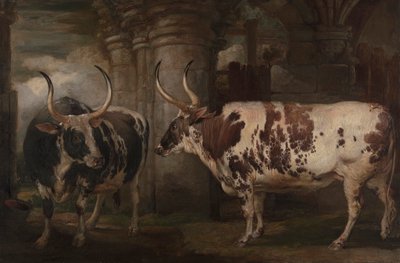 Portrety dwóch niezwykłych wołów, własność hrabiego Powis autorstwa James Ward