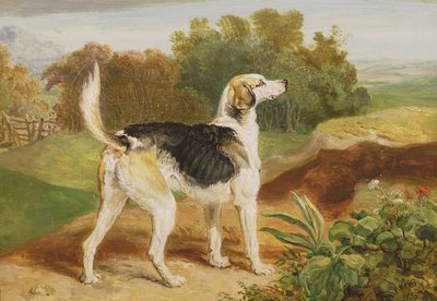 Ravager, jeden z Lambton Hounds (olej na panelu) autorstwa James Ward