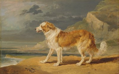 Collie szorstkowłosy autorstwa James Ward
