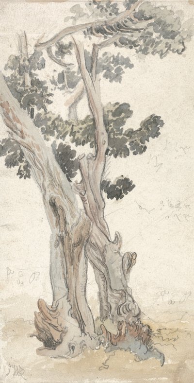Studium drzewa autorstwa James Ward