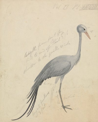 Dźwig autorstwa James de Carle Sowerby