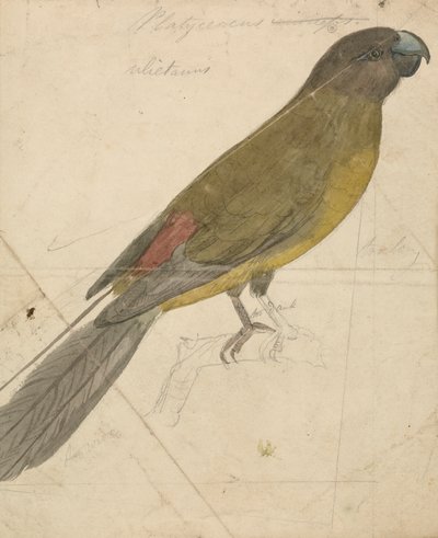 Papuga autorstwa James de Carle Sowerby