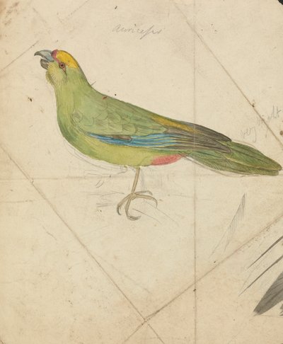 Papuga autorstwa James de Carle Sowerby