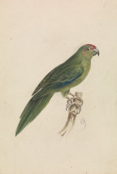 Papuga autorstwa James de Carle Sowerby