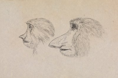 Głowy Dwóch Małp Proboscis autorstwa James de Carle Sowerby