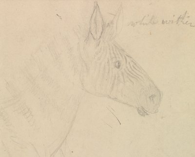 polimento de zebra autorstwa James de Carle Sowerby