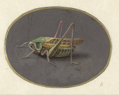 Konik polny Zwierzęta (tytuł serii) autorstwa Jan Augustin van der Goes