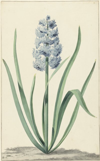 Niebieski hiacynt Franciscus Primus autorstwa Jan Augustini