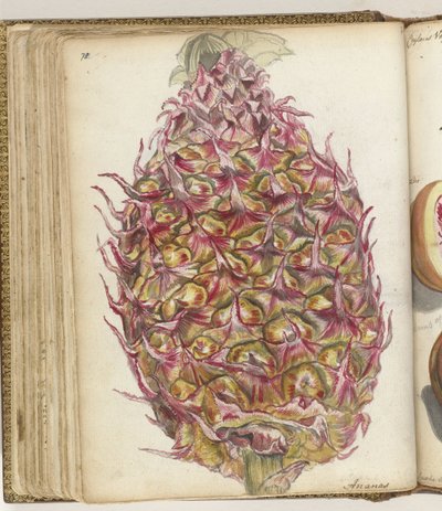 Ananas autorstwa Jan Brandes