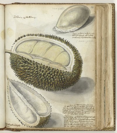 Durian autorstwa Jan Brandes