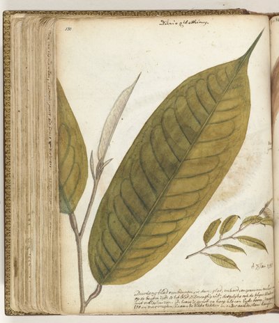 Durianblad autorstwa Jan Brandes