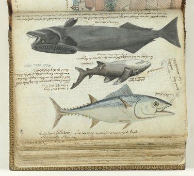 Tuńczyk, rekin i remora autorstwa Jan Brandes