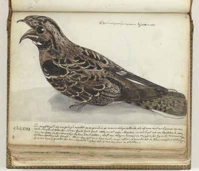 Nightjar autorstwa Jan Brandes