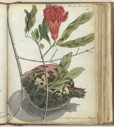 Granat autorstwa Jan Brandes