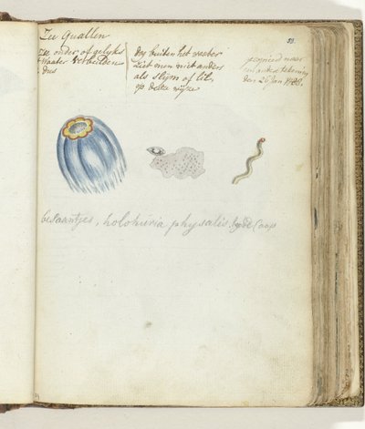 meduza morska autorstwa Jan Brandes