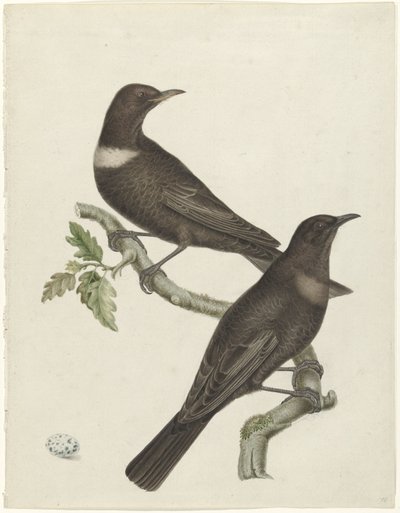 Dwa drozdowce (Purdus torquatus) z jajkiem autorstwa Jan Christiaan Sepp (possibly)