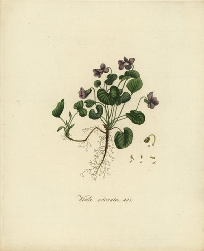 Słodki fiołek lub fiołek angielski, Viola odorata autorstwa Jan Christiaen Sepp