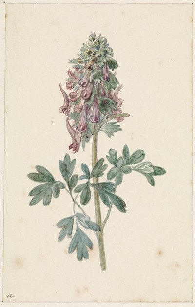 Kwitnący Corydalis bulbosa autorstwa Jan Jacob Goteling Vinnis