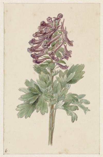 Kwitnący Corydalis bulbosa autorstwa Jan Jacob Goteling Vinnis