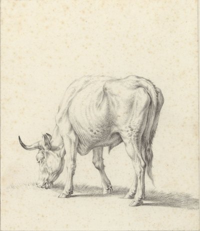 pasący się byk autorstwa Jan Kobell (II)
