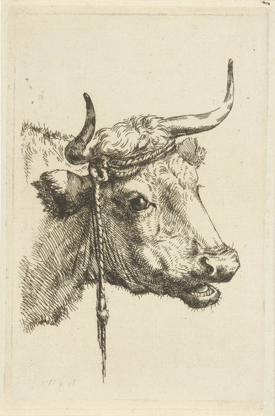 Głowa krowy autorstwa Jan Kobell (II)