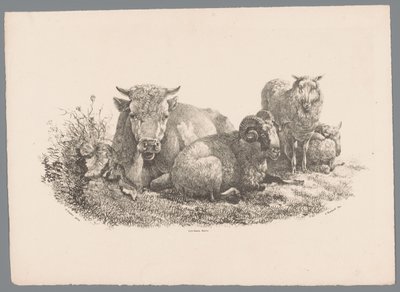 Krowa, baran i dwie owce Beesten Studien J. Kobell wg Paula Pottera Nr. 1 (tytuł serii) autorstwa Jan Kobell (III)