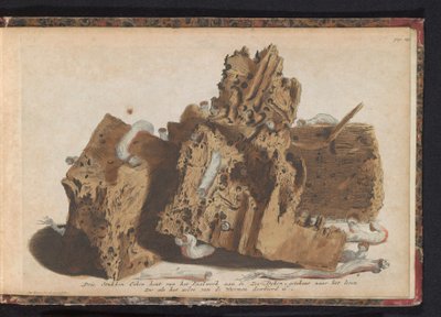 Części prac palowych dotknięte przez robaki okrętowe, 1731 Trzy kawałki drewna dębowego z Paalwerk aan de Zee-Dyken, narysowane po życiu, które zostało przebite przez Wurmenów (tytuł na obiekcie) autorstwa Jan Ruyter