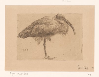 Ibis (oryginalny tytuł na obiekcie) autorstwa Jan Veth (signed by artist)
