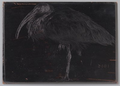 Ibis (oryginalny tytuł na obiekcie) autorstwa Jan Veth