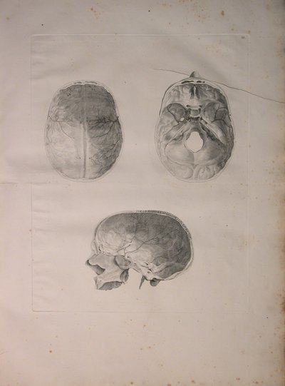 Albinusa II, Pl. III, Cranial bone, ilustracja z „Tables of human bones” Bernharda Siegfrieda Albinusa (1697-1770), wydana przez J.undH. Verbeek, bibliop. 1753, Lejda, 1753 autorstwa Jan Wandelaar