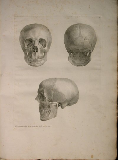 Albinus II, Pl. I, ilustracja z "Tabulae ossium humanorum", Bernhard Siegfried Albinus (1697-1770), 1729, opublikowana przez J.undH. Verbeek, bibliop. 1753, Leiden autorstwa Jan Wandelaar