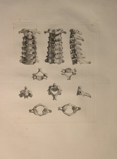 Albinusa II, Pl. X: Kręg szyjny, ilustracja z „Tables of human bones” Bernharda Siegfrieda Albinusa (1697-1770), opublikowanej przez J.undH. Verbeek, bibliop. 1753, Lejda, 1729-1753 autorstwa Jan Wandelaar