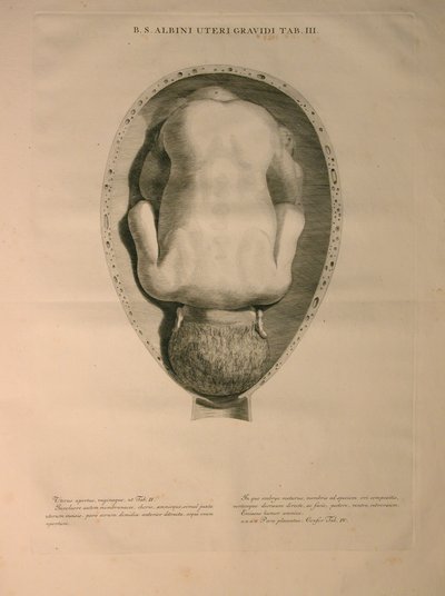 Albinus, Macica, Pl. III, ilustracja z „Tables of human bones” Bernharda Siegfrieda Albinusa (1697-1770), wydanej przez J.undH. Verbeek, bibliop., Leiden, 1748 autorstwa Jan Wandelaar
